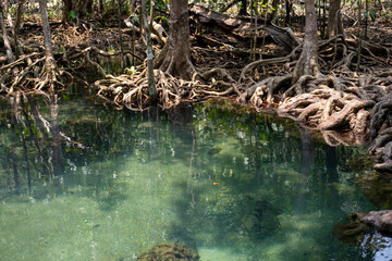 Transparent green and blue stream the tree roots and rocks under the water. Thapom Klong Song Nam in Krabi, Thailand