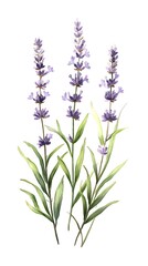 Naklejka premium Lavender Plant Purple Flowers Green Foliage Aromatic Garden View