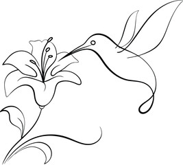 vector illustration of a white lily 
