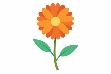 orange flower isolated on white background