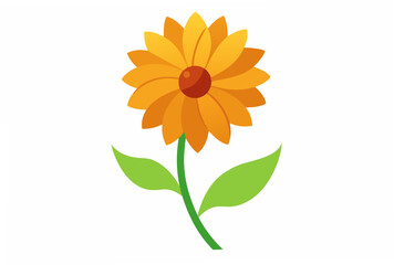 sunflower isolated on white