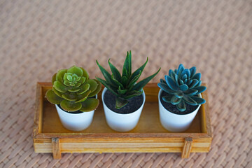 Minimalist table with a small potted cactus.
