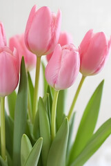 Fototapeta premium Delicate Pink Tulip Bouquet for a Joyful Spring Celebration, Perfect for Weddings, Events, and Home Decor