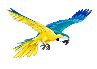 Illustration of flying blue and yellow macaw isolated © Kiera Awayuki