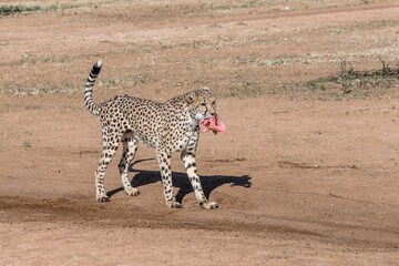 cheetah biting the seized bait at Conservation facility, near Otjiwarongo,  Namibia