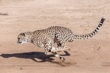 cheetah almost in flight during his run at high speed at Conservation facility, near Otjiwarongo,  Namibia