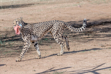 cheetah biting away the seized bait at Conservation facility, near Otjiwarongo,  Namibia