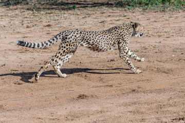 cheetah runnning in bait pursuit at Conservation facility, near Otjiwarongo,  Namibia