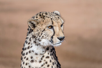 cheetah muzzle at Conservation facility, near Otjiwarongo,  Namibia