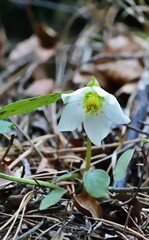 Schneerose (Helleborus niger) in Semmering, &Ouml;sterreich, vertikal