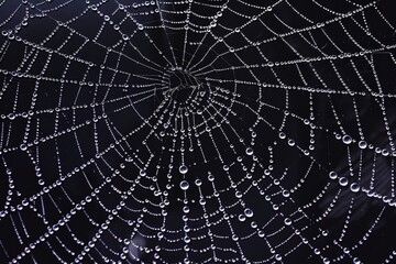 Beautiful spider web adorned with dew drops glistening in soft morning light. Black background