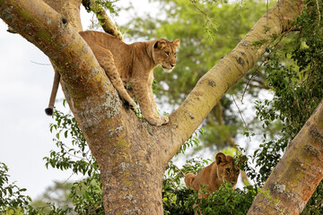 Juvenile lion in a tree. The Ishasha sector of Queen Elizabeth National Park is famous for the tree climbing lions, who climb to escape heat and insects, and have a clear vantage point. Uganda