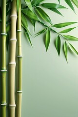 Upward view of green bamboo stalks and leaves against soft green background organic