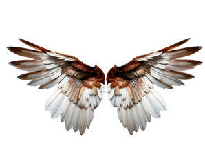 Fototapeta premium wings of the eagle isolated on transparent background 
