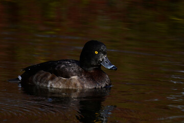 Reiherente - Weibchen // Tufted duck - female (Aythya fuligula) 