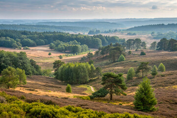 Fototapeta premium Features woodlands open heath
