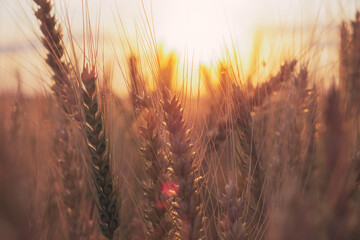 Ripe golden wheat grains, wheat field before harvest condition in beautiful sunset, agriculture concept
