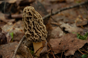 A close-up of a single white Morel Mushroom growing on the forest floor