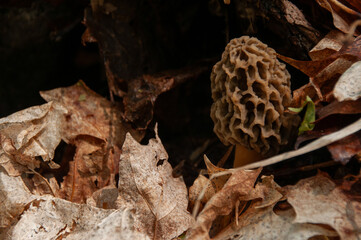 A close-up of a single white Morel Mushroom growing on the forest floor