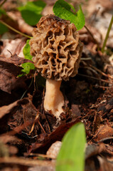 A close-up of a single yellow Morel Mushroom growing on the forest floor