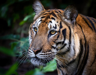 Fototapeta premium A majestic Bengal tiger's profile shows its distinctive orange and black stripes against a natural green background.