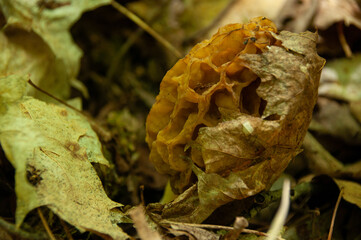 A close-up of a single yellow Morel Mushroom growing on the forest floor