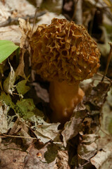 A close-up of a single yellow Morel Mushroom growing on the forest floor