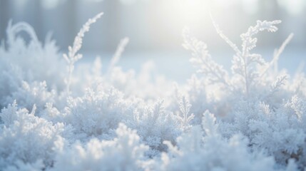 Frosty Plants Covered in Delicate Ice Crystals in Winter Season