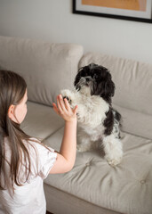 The dog gives high five to the girl. Shitzu stands on the sofa and plays with the owner, follows commands