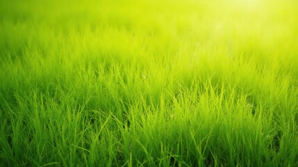 Obraz premium Lush Green Grass Field Under Bright Sunlight in Tranquil Nature Scene