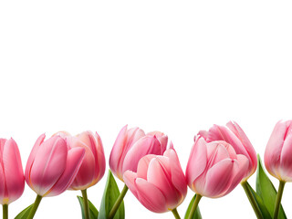 Obraz premium pink tulip isolated on white background