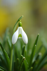 Obraz premium White snowdrop blooming in a sunny spring garden.