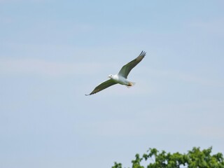 Fototapeta premium Soaring birds in flight against a soft and serene blue sky with lush greenery below, nature, aerial photography