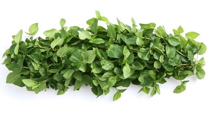 Obraz premium A bundle of fresh mint leaves, clean white background, transparent isolate