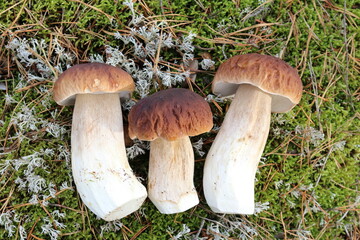 Triple boletus