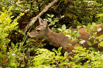 little shy deer in the woods in British Columbia Canada