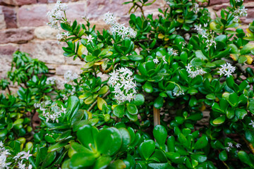 Green succulent plant with small white flowers growing against a rustic stone wall in a serene garden area