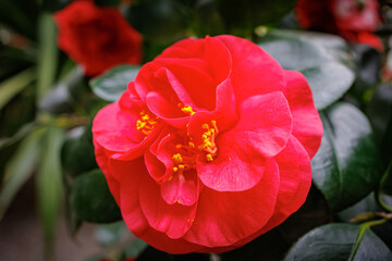 red camellia flower blooms beautifully among lush green leaves in a garden setting