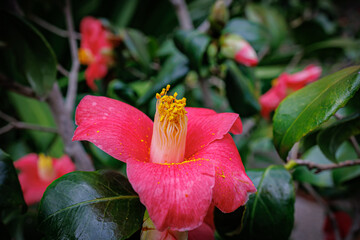 pink Camellia japonica 'Adolphe Audusson' flower blossoming in a lush garden during springtime