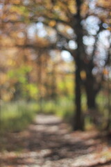 Fototapeta premium A blurry dreamy view of autumn in the forest.