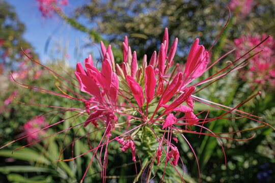 Vivid pink cleome flower in full bloom with delicate petals and long stamens, set against a blurred green garden background.