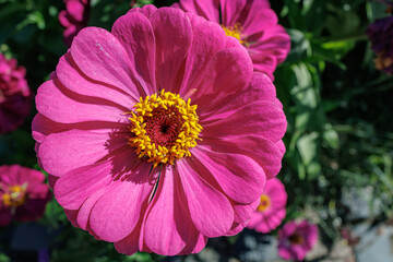Pink Zinnia Flower in Full Bloom, close up
