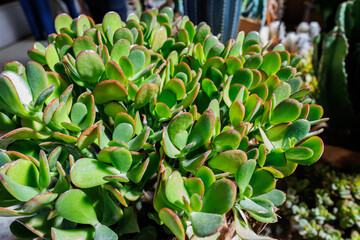 Green Jade Crassula ovata Plant Leaves in Natural Light