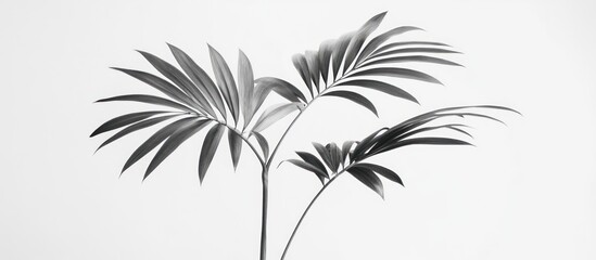 Obraz premium Monochrome palm leaves on white background.
