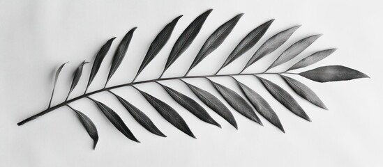 Fototapeta premium Single dark-grey leaf branch on white.