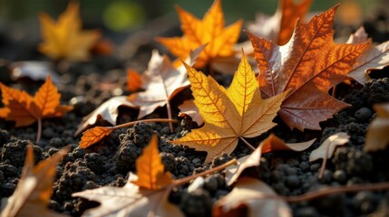 Autumnal foliage scattered on dark earth, bathed in golden sunlight, exhibiting intricate leaf textures and vibrant fall colors.