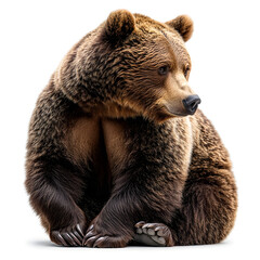 Obraz premium brown bear cub