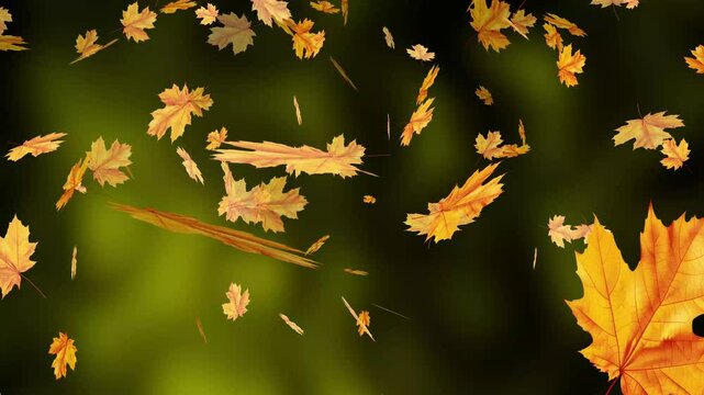 Falling Leaves & Petals