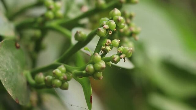 Indian spinach (Basella alba) plant, showcasing its vibrant green leaves and clusters of small flowers or seeds. The photograph captures the intricate details of the plant's flowering or seeding stage