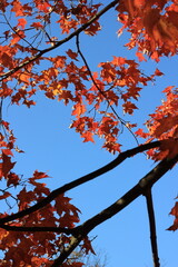 red maple leaves